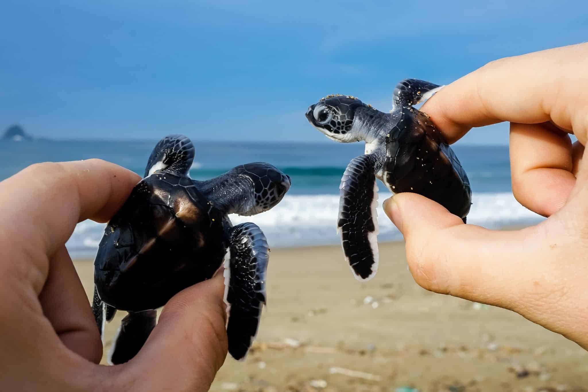 https://mdw-travel-data-us-east-1.s3.amazonaws.com/img/country/Indonesia/Sukamade-Turtle-Beach/img_00.jpg