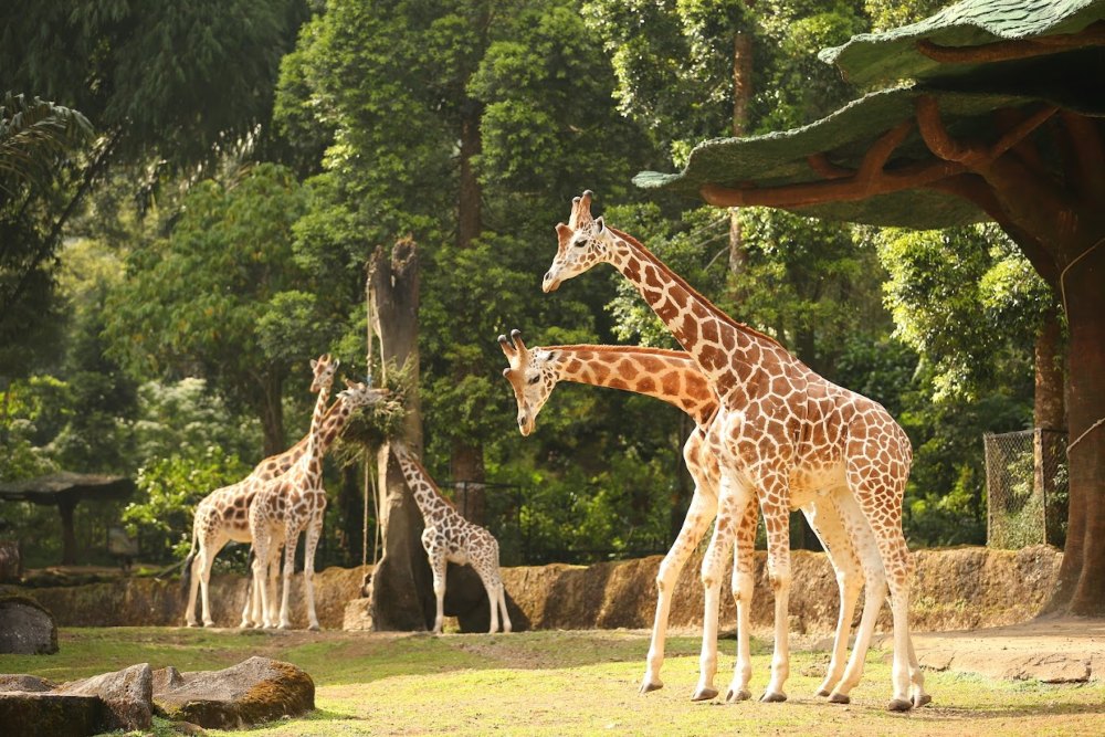 https://mdw-travel-data-us-east-1.s3.amazonaws.com/img/country/Indonesia/Taman-Safari-Indonesia-II/img_02.jpg