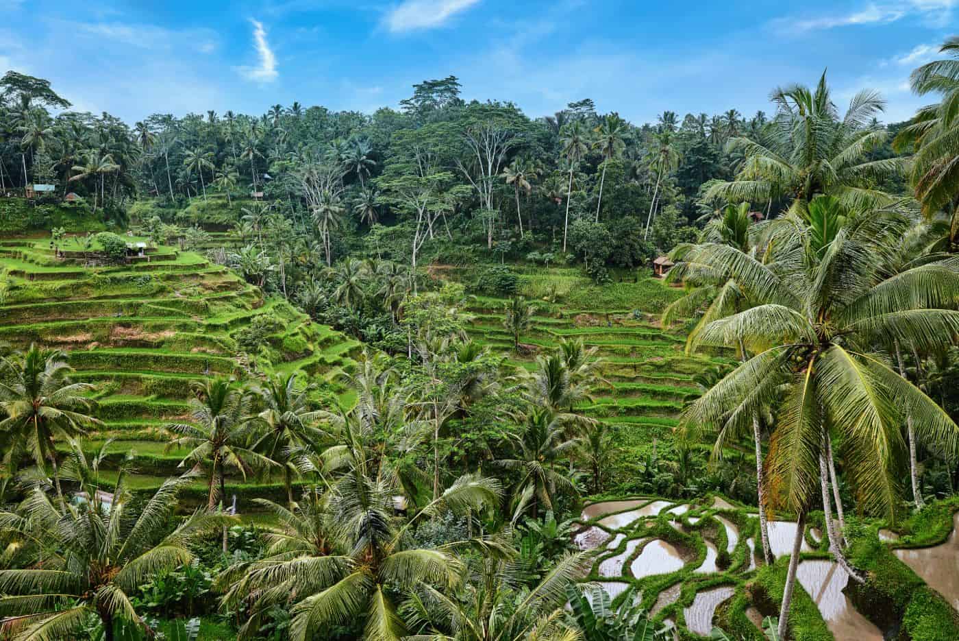 https://mdw-travel-data-us-east-1.s3.amazonaws.com/img/country/Indonesia/Tegalalang-Rice-Terrace/img_01.jpg