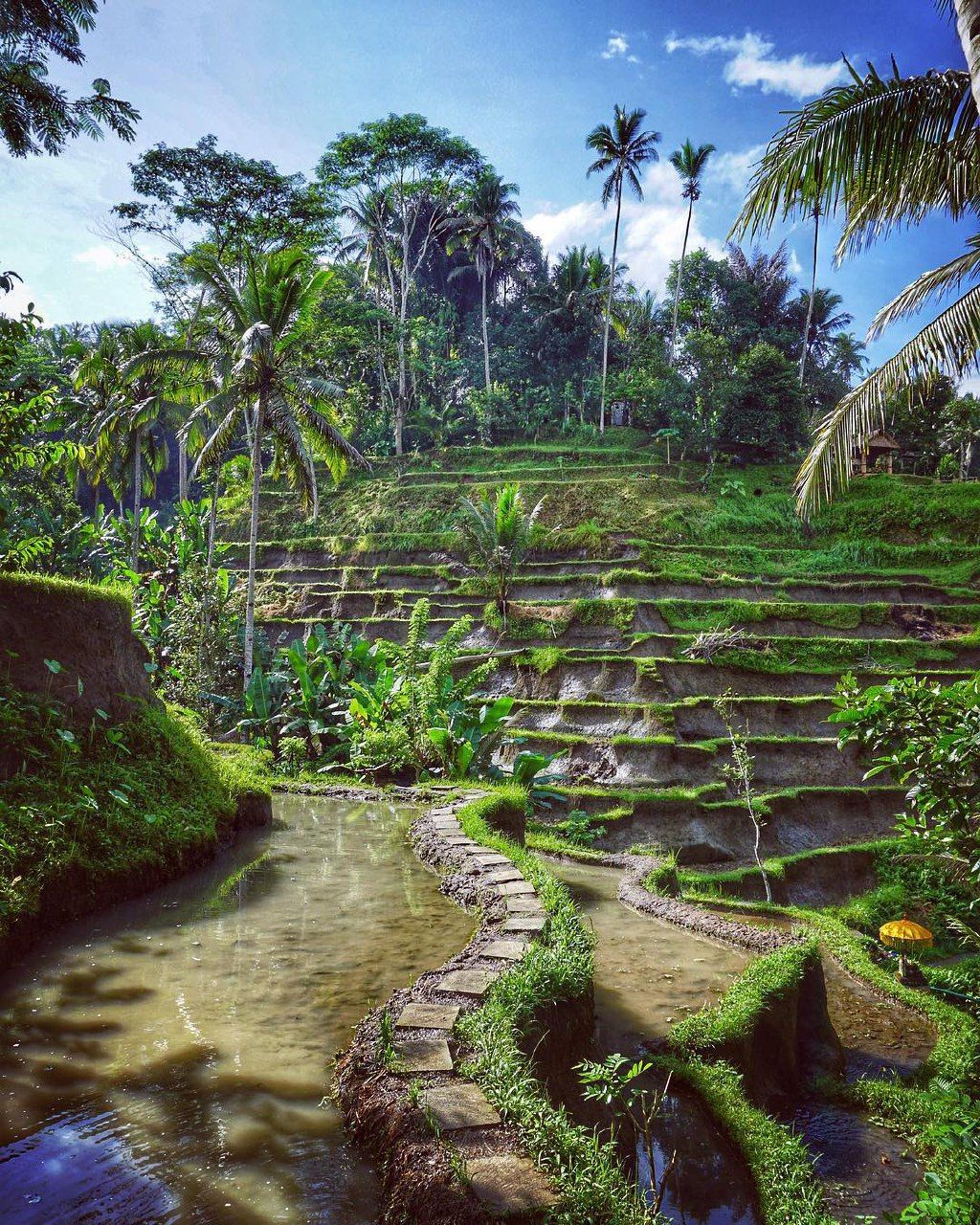 https://mdw-travel-data-us-east-1.s3.amazonaws.com/img/country/Indonesia/Tegalalang-Rice-Terrace/img_02.jpg