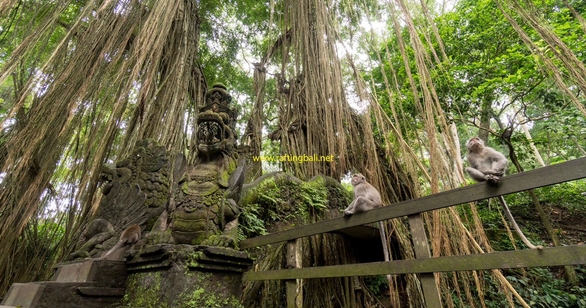 https://mdw-travel-data-us-east-1.s3.amazonaws.com/img/country/Indonesia/Ubud-Monkey-Forest/img_01.jpg