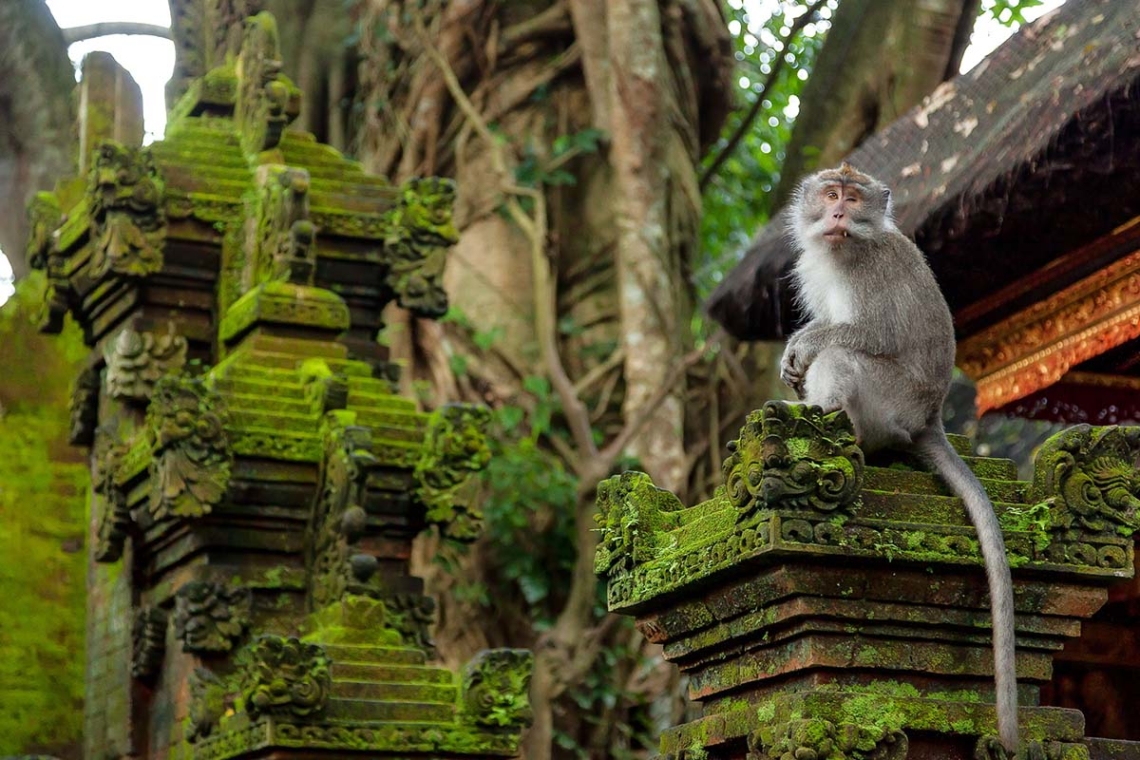 https://mdw-travel-data-us-east-1.s3.amazonaws.com/img/country/Indonesia/Ubud-Monkey-Forest/img_02.jpg