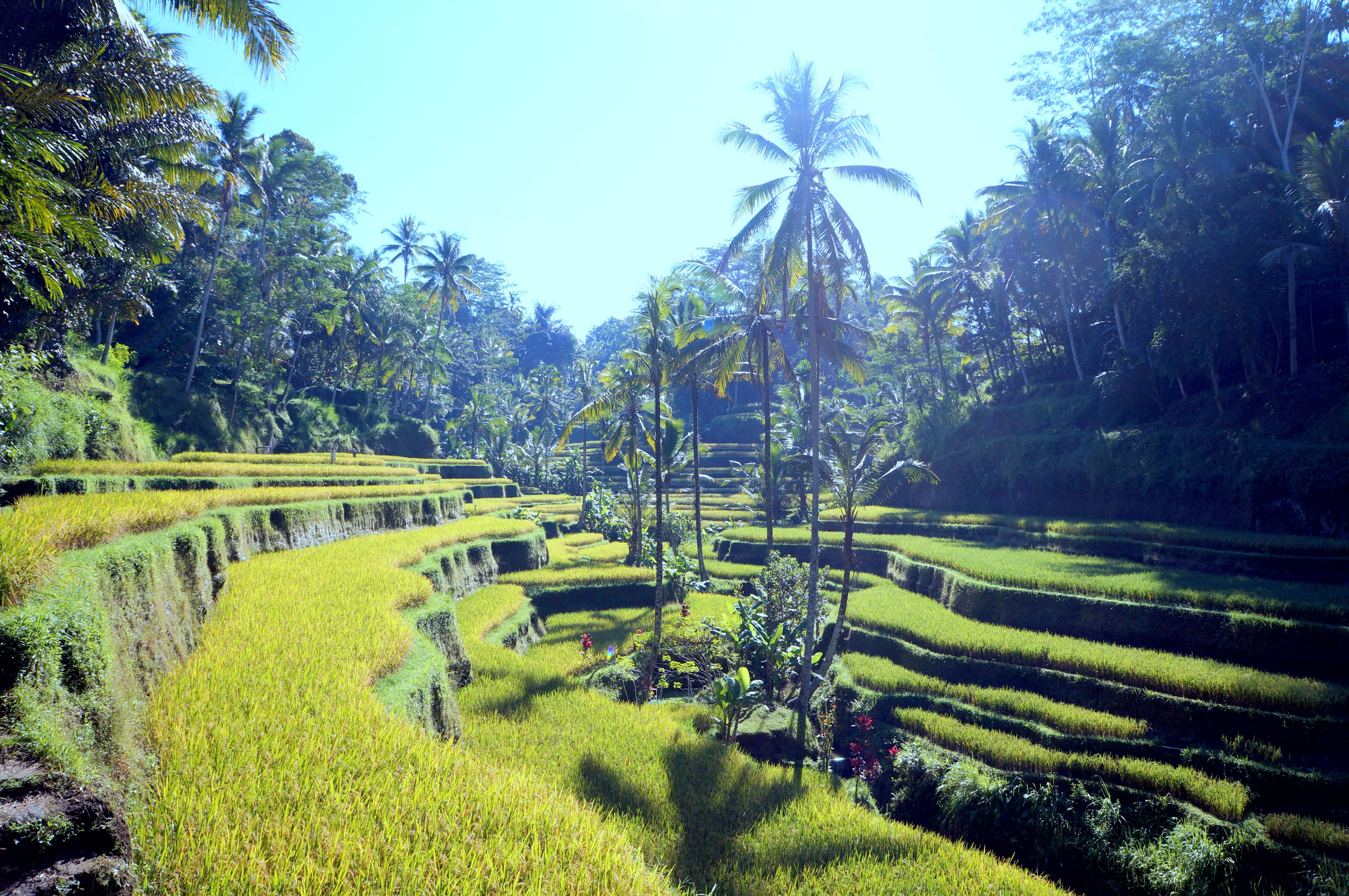 https://mdw-travel-data-us-east-1.s3.amazonaws.com/img/country/Indonesia/Ubud-Rice-Terrace/img_01.jpg