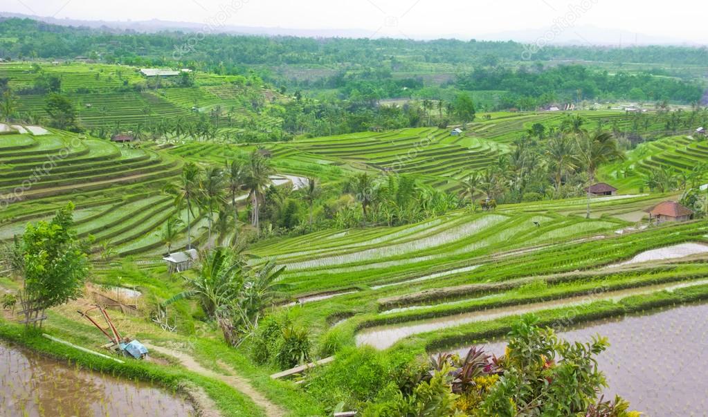 https://mdw-travel-data-us-east-1.s3.amazonaws.com/img/country/Indonesia/Ubud-Rice-Terrace/img_02.jpg