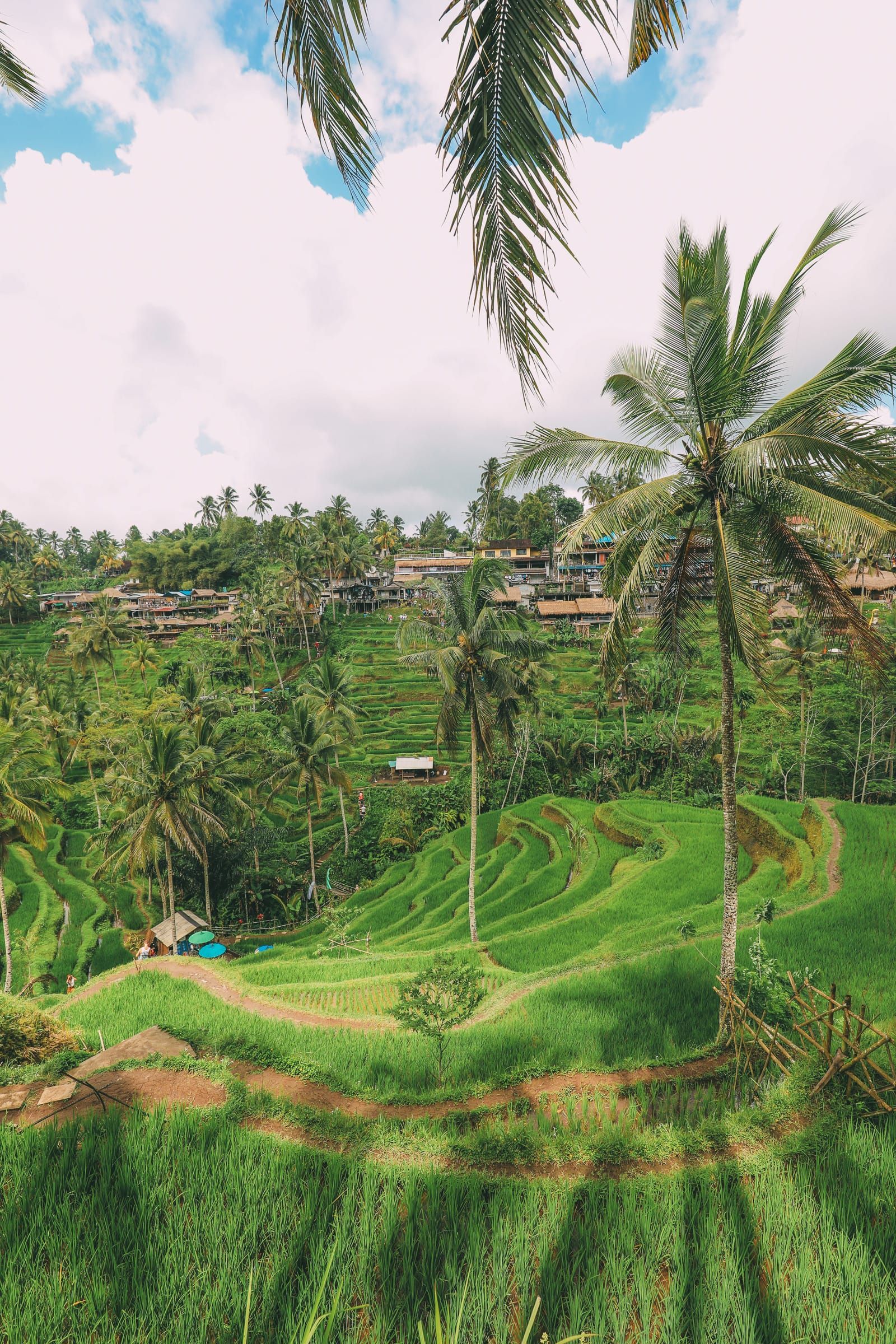 https://mdw-travel-data-us-east-1.s3.amazonaws.com/img/country/Indonesia/Ubud-Rice-Terrace/img_03.jpg