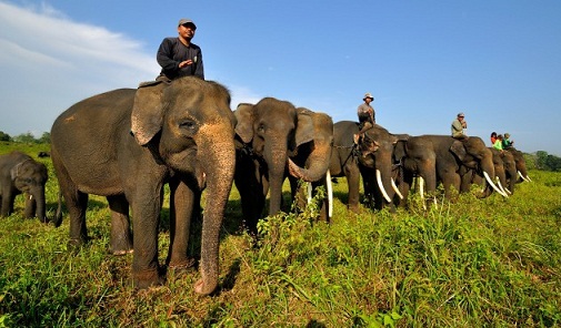 https://mdw-travel-data-us-east-1.s3.amazonaws.com/img/country/Indonesia/Way-Kambas-Elephant-Conservation-Center/img_01.jpg