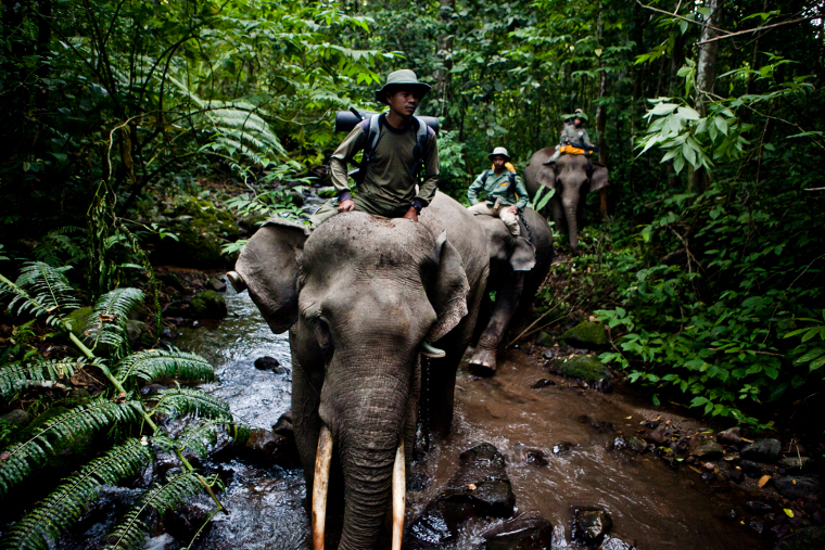 https://mdw-travel-data-us-east-1.s3.amazonaws.com/img/country/Indonesia/Way-Kambas-Elephant-Conservation-Center/img_03.jpg