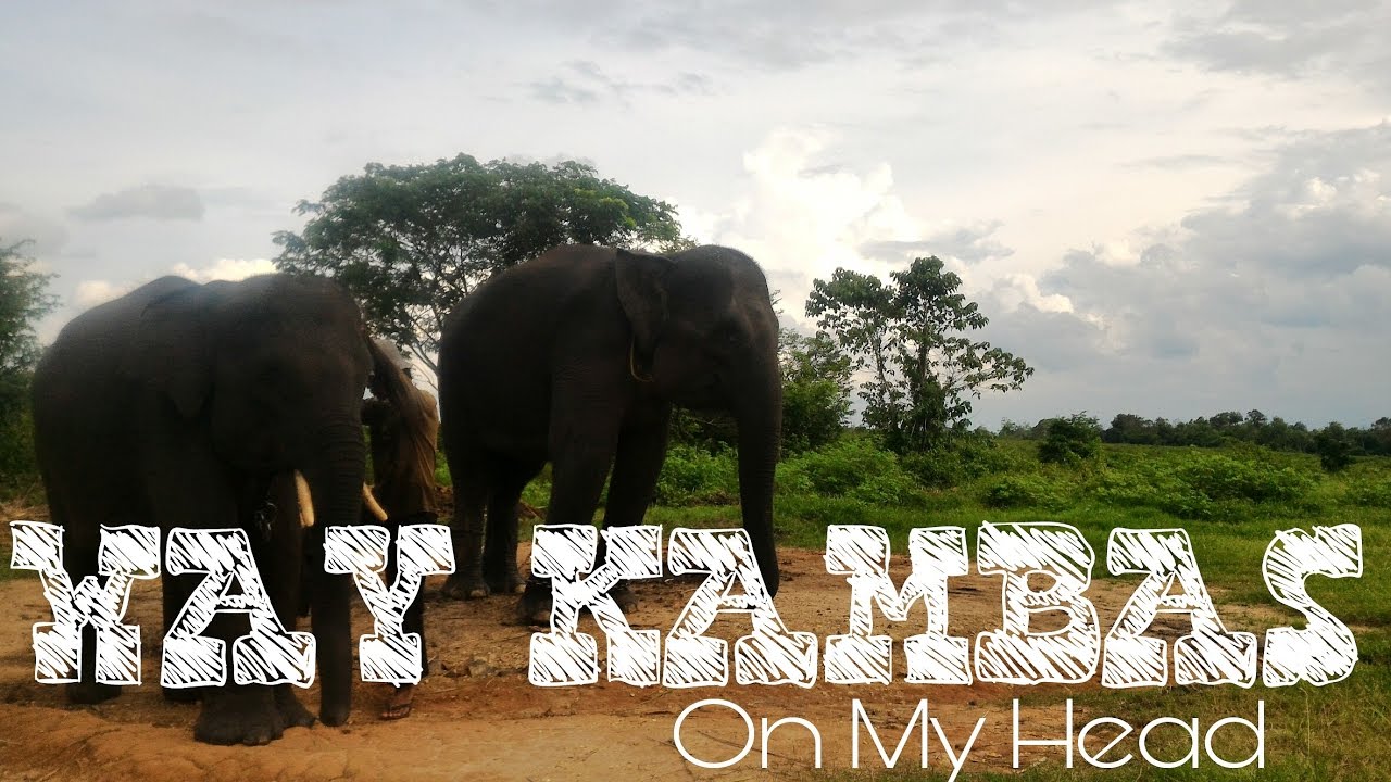 https://mdw-travel-data-us-east-1.s3.amazonaws.com/img/country/Indonesia/Way-Kambas-National-Park/img_02.jpg