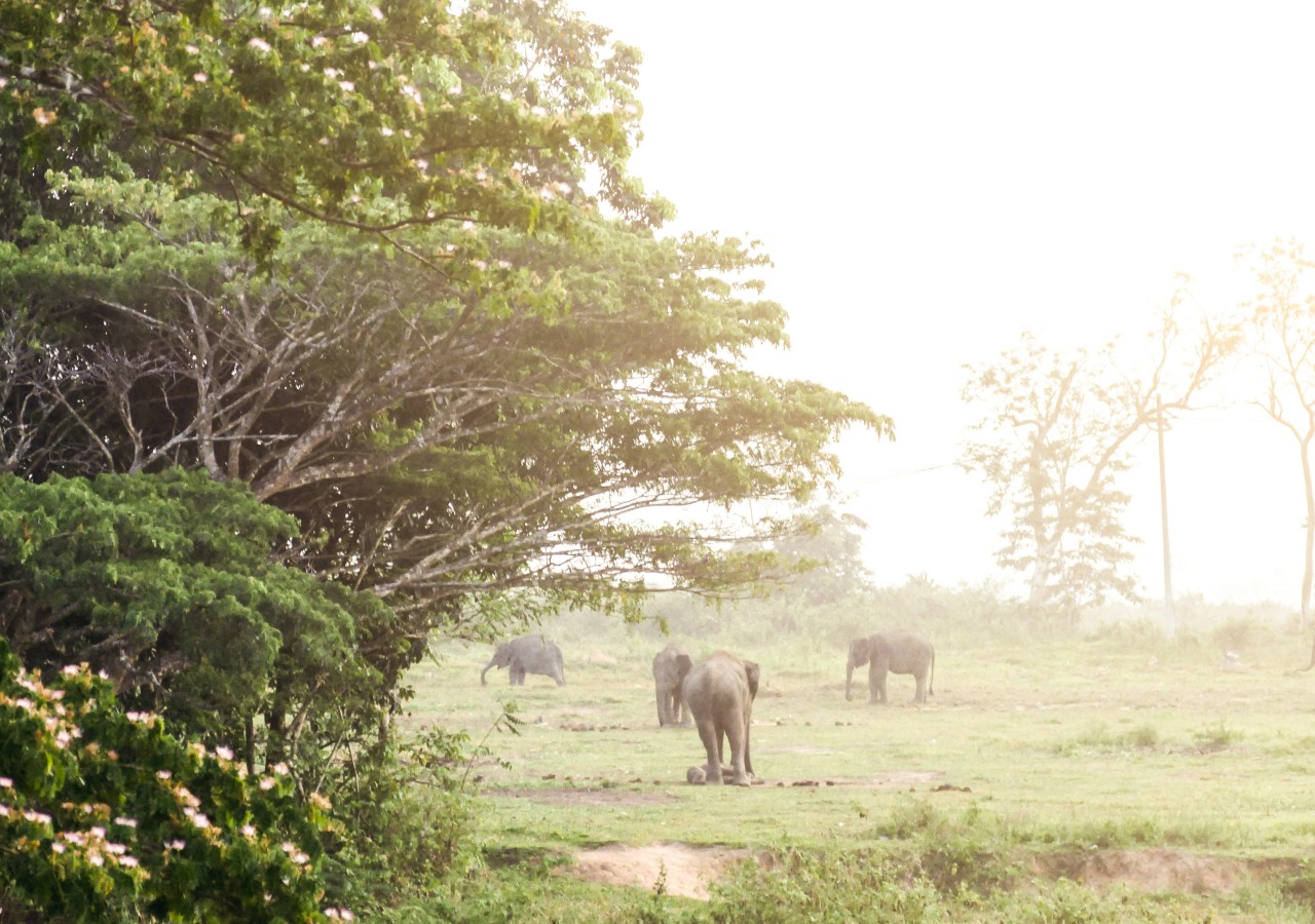 https://mdw-travel-data-us-east-1.s3.amazonaws.com/img/country/Indonesia/Way-Kambas-National-Park/img_03.jpg