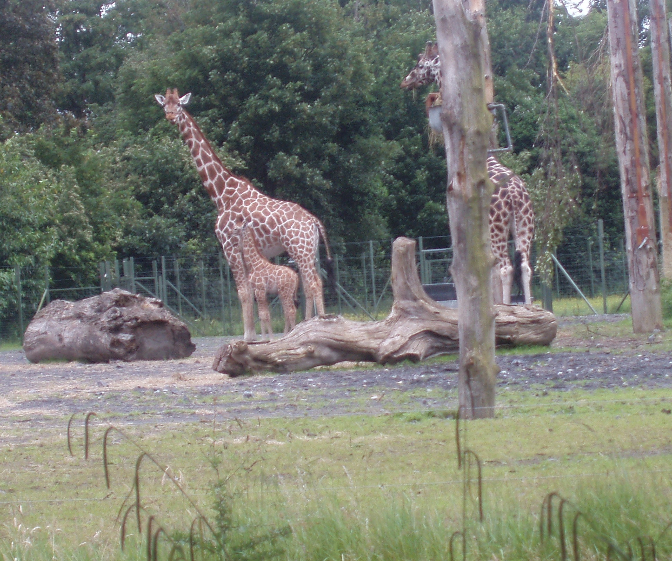 https://mdw-travel-data-us-east-1.s3.amazonaws.com/img/country/Ireland/Dublin-Zoo/img_01.jpg