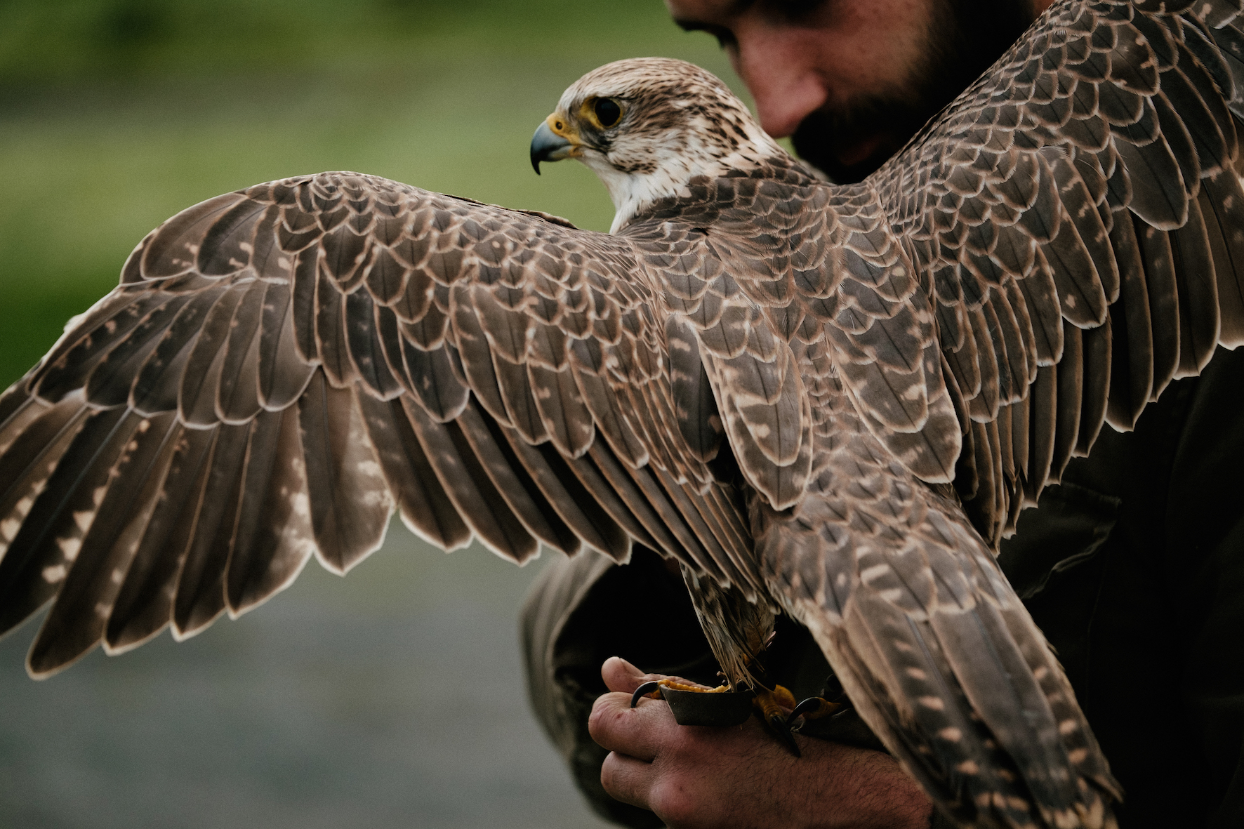 https://mdw-travel-data-us-east-1.s3.amazonaws.com/img/country/Ireland/Eagles-Flying/img_01.jpg