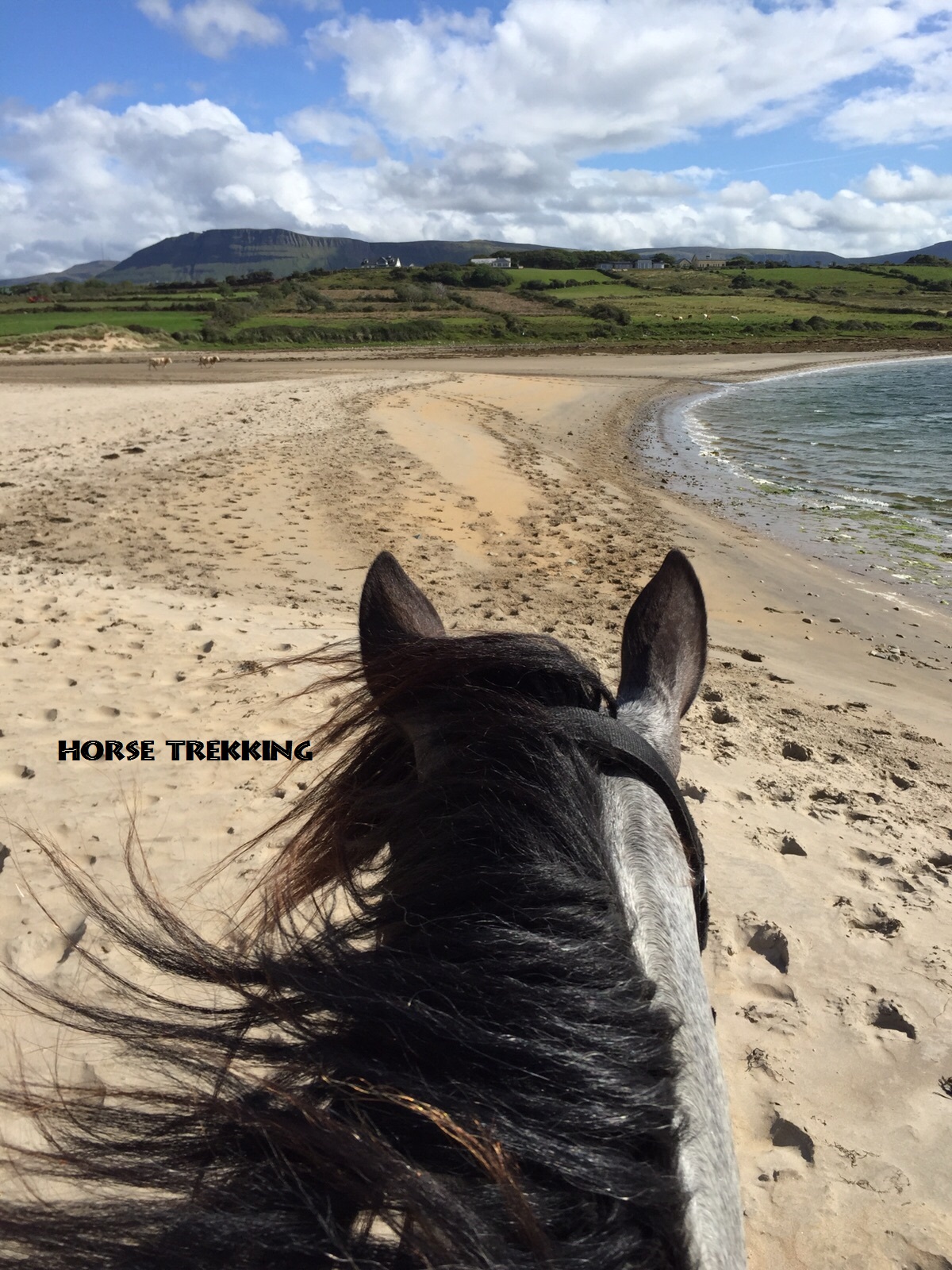 https://mdw-travel-data-us-east-1.s3.amazonaws.com/img/country/Ireland/Eaglewood-Horse-Trekking/img_01.jpg