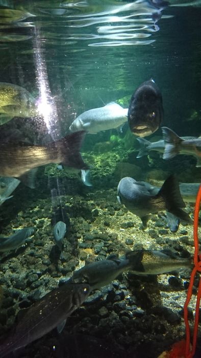 https://mdw-travel-data-us-east-1.s3.amazonaws.com/img/country/Ireland/Galway-Atlantaquaria-Ocean-Exploration-Camp/img_01.jpg