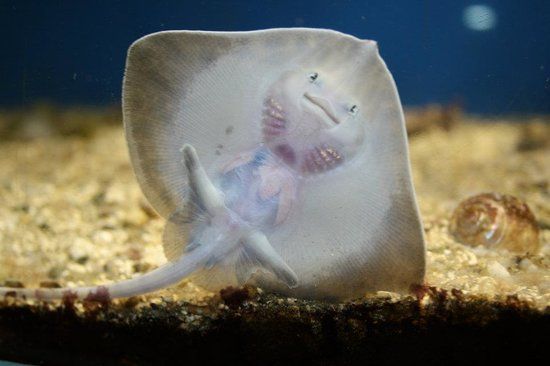 https://mdw-travel-data-us-east-1.s3.amazonaws.com/img/country/Ireland/Galway-Atlantaquaria-Ocean-Exploration-Camp/img_02.jpg