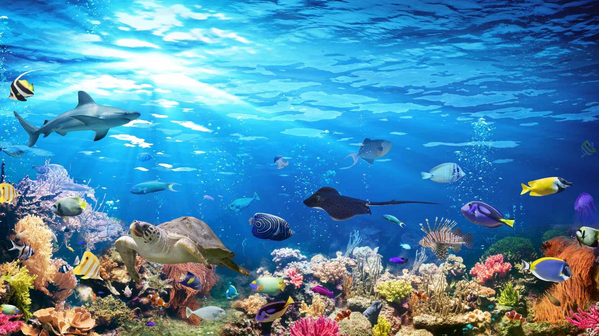 https://mdw-travel-data-us-east-1.s3.amazonaws.com/img/country/Ireland/Galway-Atlantaquaria-Ocean-Exploration-Camp/img_03.jpg