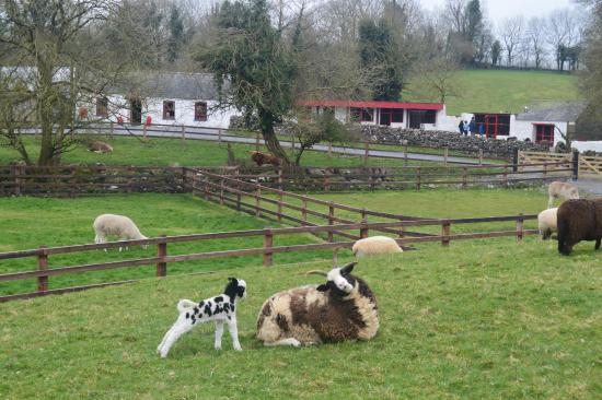 https://mdw-travel-data-us-east-1.s3.amazonaws.com/img/country/Ireland/Glendeer-Pet-Farm/img_01.jpg