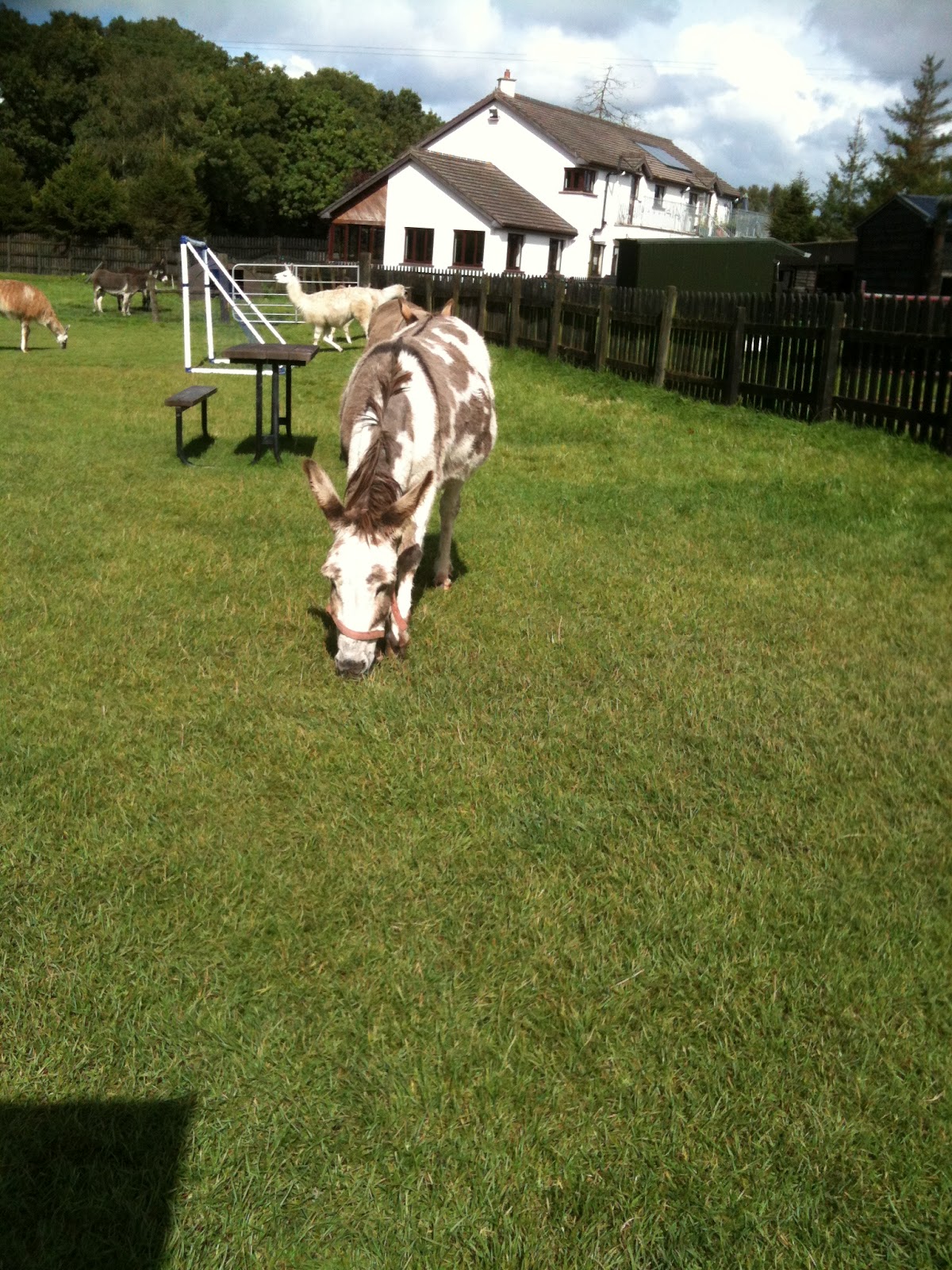 https://mdw-travel-data-us-east-1.s3.amazonaws.com/img/country/Ireland/Glendeer-Pet-Farm/img_03.jpg