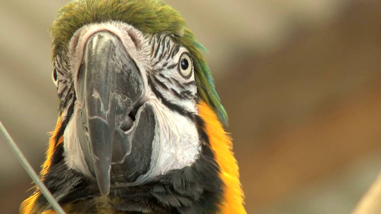 https://mdw-travel-data-us-east-1.s3.amazonaws.com/img/country/Ireland/Kia-Ora-Mini-Farm/img_03.jpg