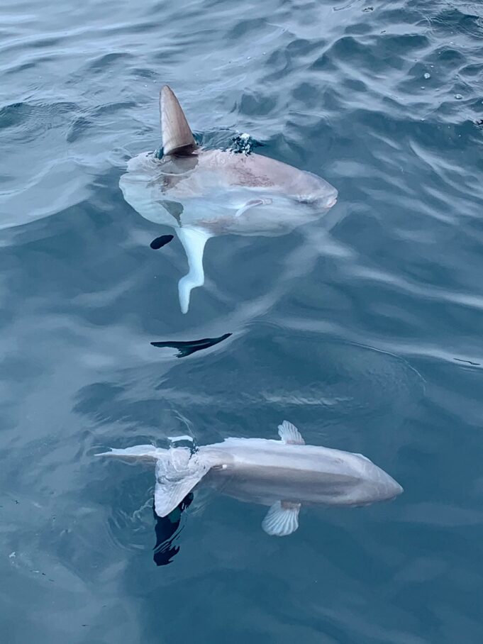 https://mdw-travel-data-us-east-1.s3.amazonaws.com/img/country/Ireland/Kinsale-Shark-Fishing/img_02.jpg