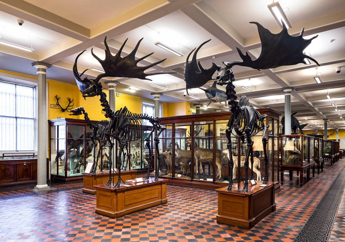 https://mdw-travel-data-us-east-1.s3.amazonaws.com/img/country/Ireland/National-Museum-of-Ireland-Natural-History/img_00.jpg