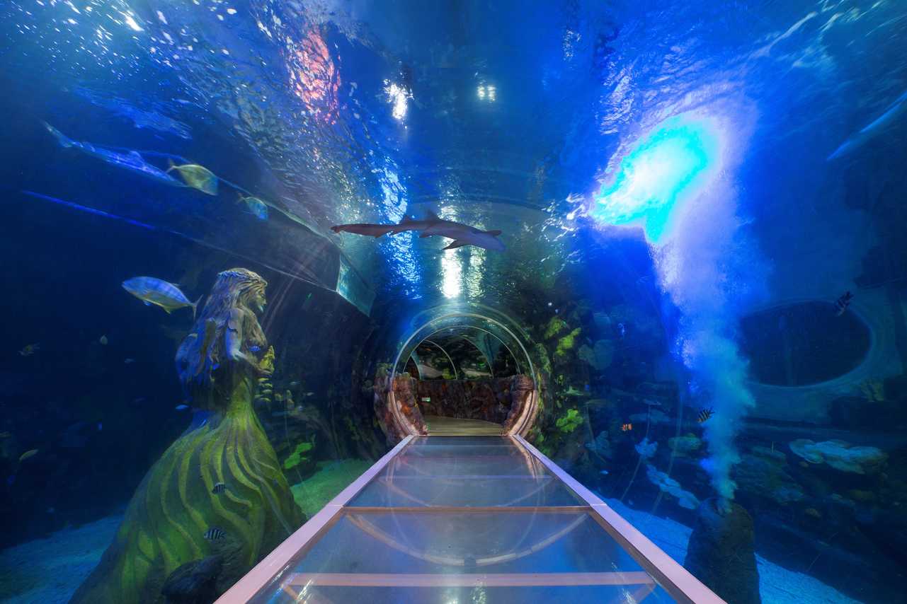 https://mdw-travel-data-us-east-1.s3.amazonaws.com/img/country/Ireland/National-Sea-Life-Centre/img_03.jpg