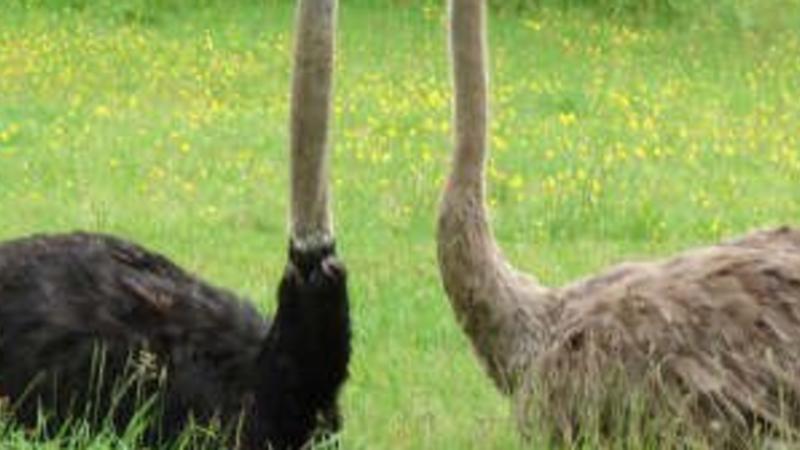 https://mdw-travel-data-us-east-1.s3.amazonaws.com/img/country/Ireland/Rincurran-Visitor-Farm/img_00.jpg