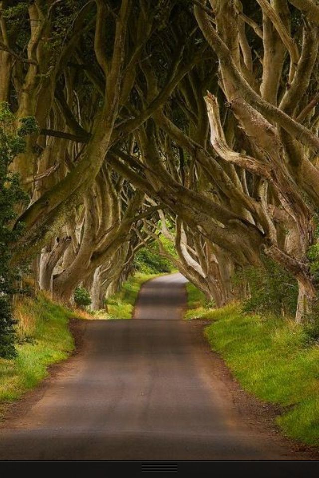 https://mdw-travel-data-us-east-1.s3.amazonaws.com/img/country/Ireland/The-Dark-Hedges/img_01.jpg