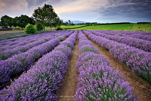 https://mdw-travel-data-us-east-1.s3.amazonaws.com/img/country/Ireland/Wexford-Lavender-Farm/img_00.jpg