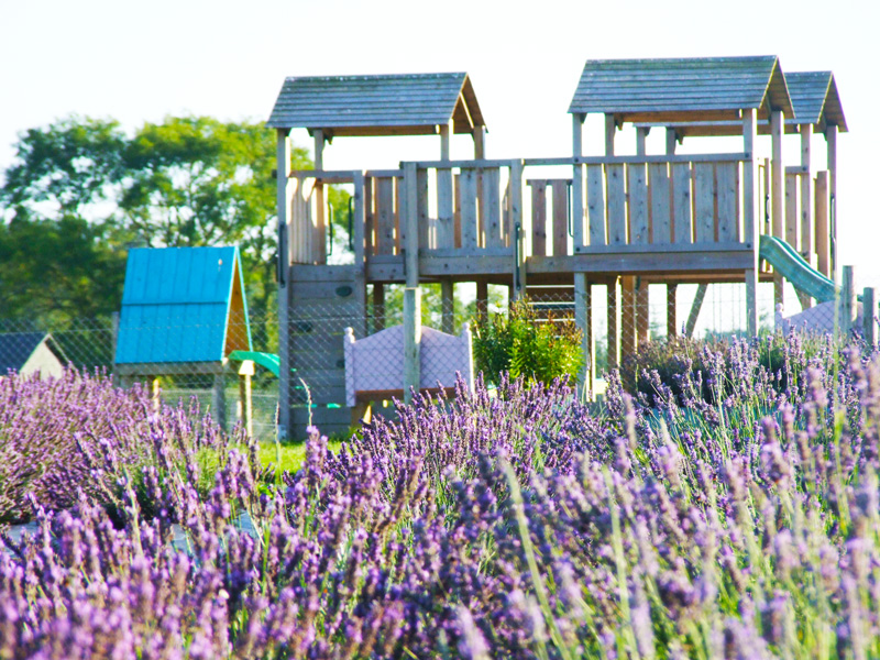 https://mdw-travel-data-us-east-1.s3.amazonaws.com/img/country/Ireland/Wexford-Lavender-Farm/img_02.jpg