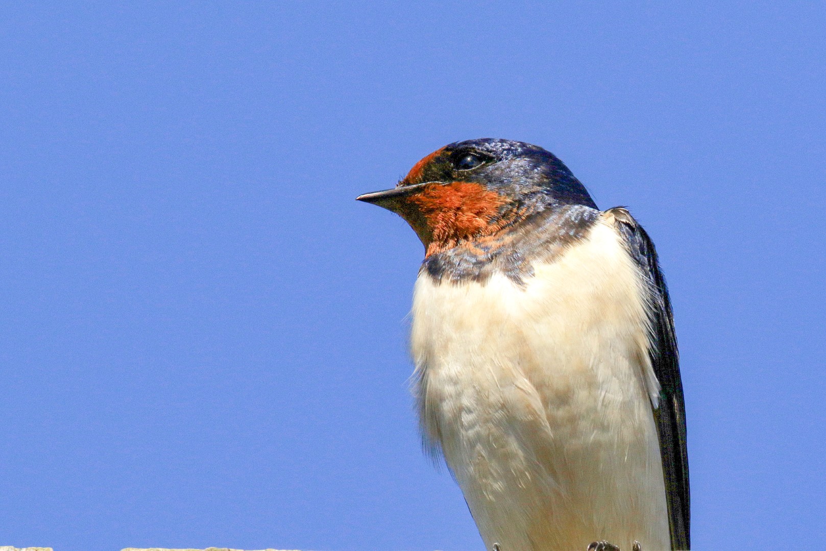 https://mdw-travel-data-us-east-1.s3.amazonaws.com/img/country/Ireland/Wexford-Wildfowl-Reserve/img_02.jpg