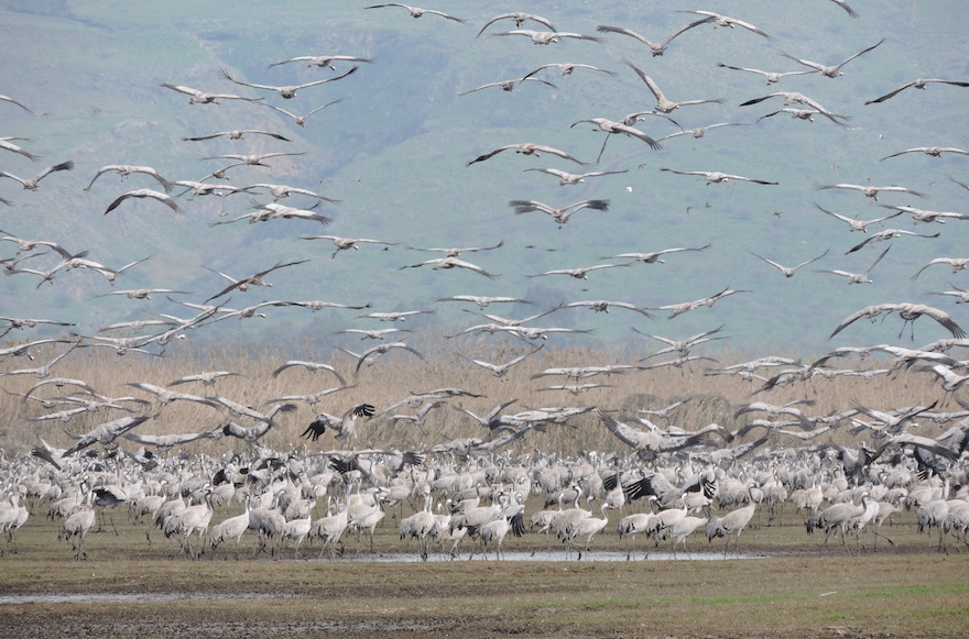 https://mdw-travel-data-us-east-1.s3.amazonaws.com/img/country/Israel/Bird-Watching-Park/img_02.jpg