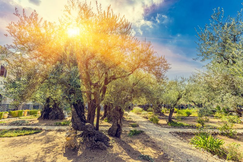 https://mdw-travel-data-us-east-1.s3.amazonaws.com/img/country/Israel/Garden-of-Gethsemane/img_01.jpg