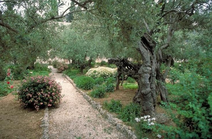 https://mdw-travel-data-us-east-1.s3.amazonaws.com/img/country/Israel/Garden-of-Gethsemane/img_03.jpg