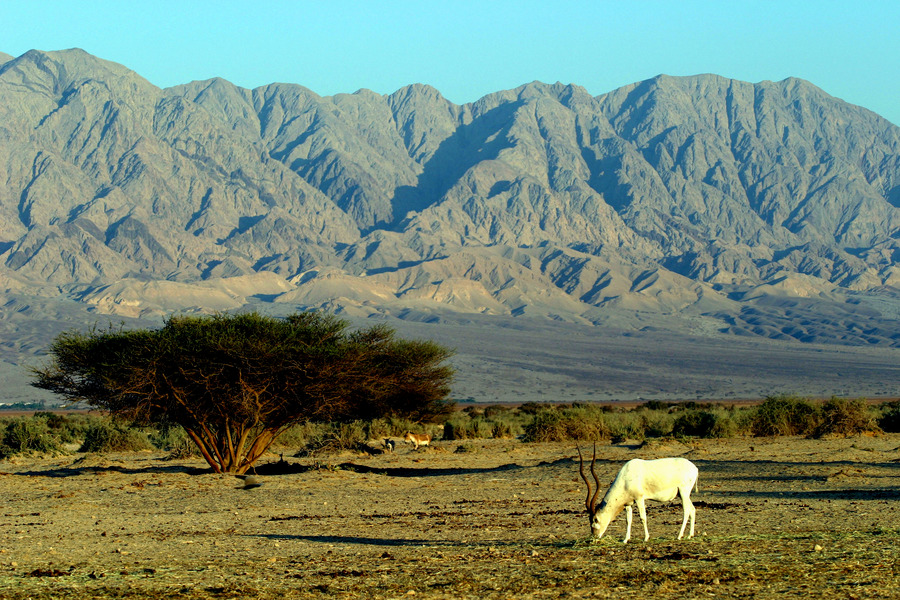 https://mdw-travel-data-us-east-1.s3.amazonaws.com/img/country/Israel/Hai-Bar-Yotvata-Nature-Reserve/img_02.jpg