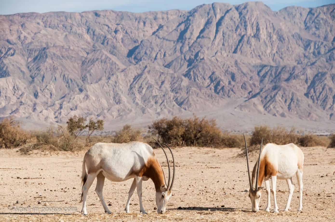 https://mdw-travel-data-us-east-1.s3.amazonaws.com/img/country/Israel/Hai-Bar-Yotvata-Nature-Reserve/img_03.jpg