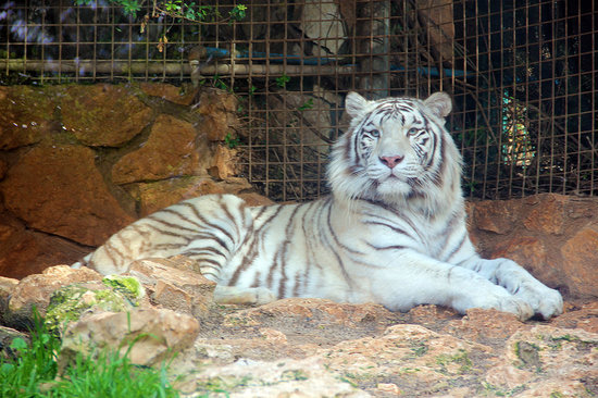 https://mdw-travel-data-us-east-1.s3.amazonaws.com/img/country/Israel/Haifa-Zoo/img_03.jpg