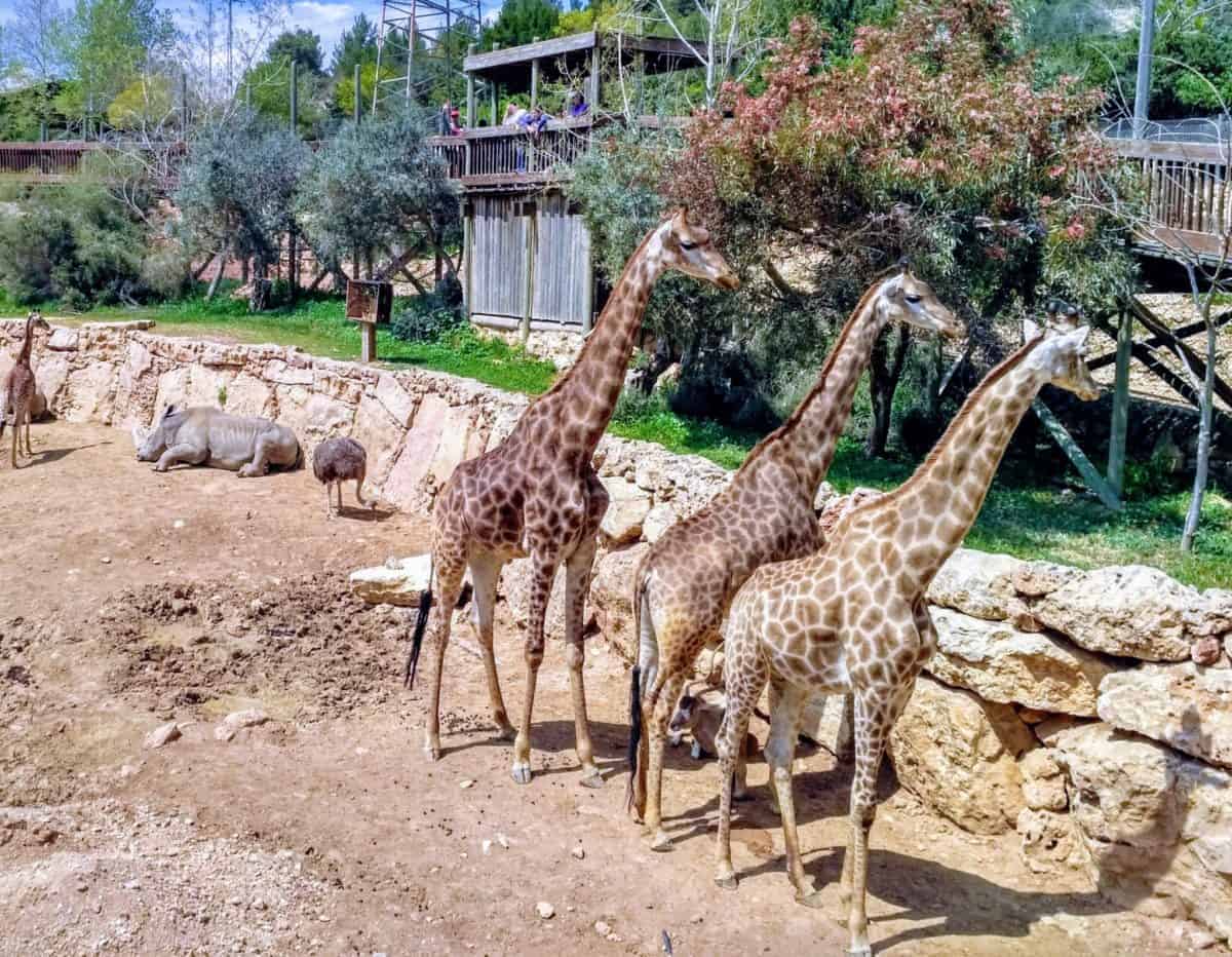 https://mdw-travel-data-us-east-1.s3.amazonaws.com/img/country/Israel/Jerusalem-biblical-zoo/img_00.jpg