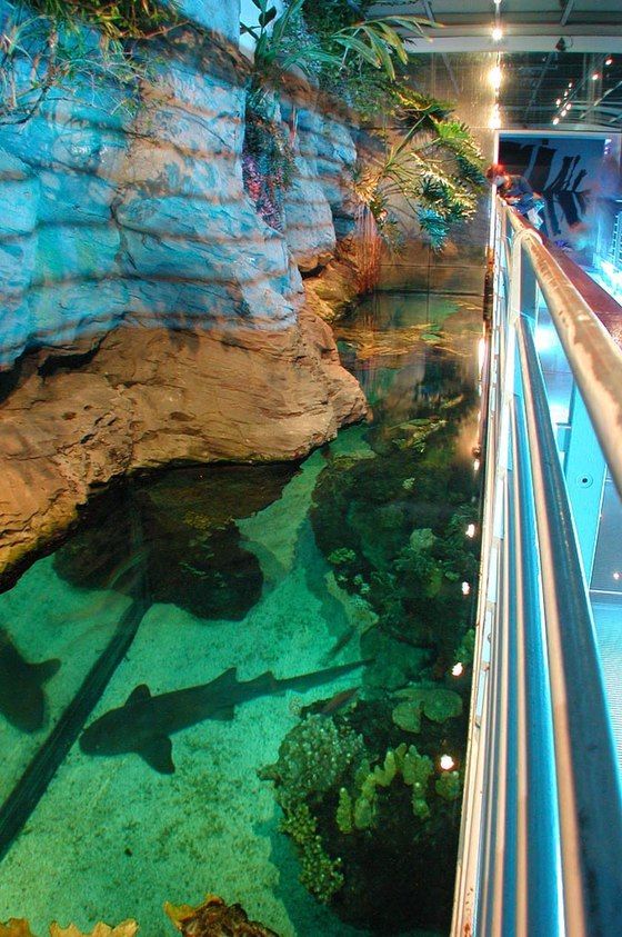 https://mdw-travel-data-us-east-1.s3.amazonaws.com/img/country/Italy/Aquarium-of-Genoa/img_03.jpg