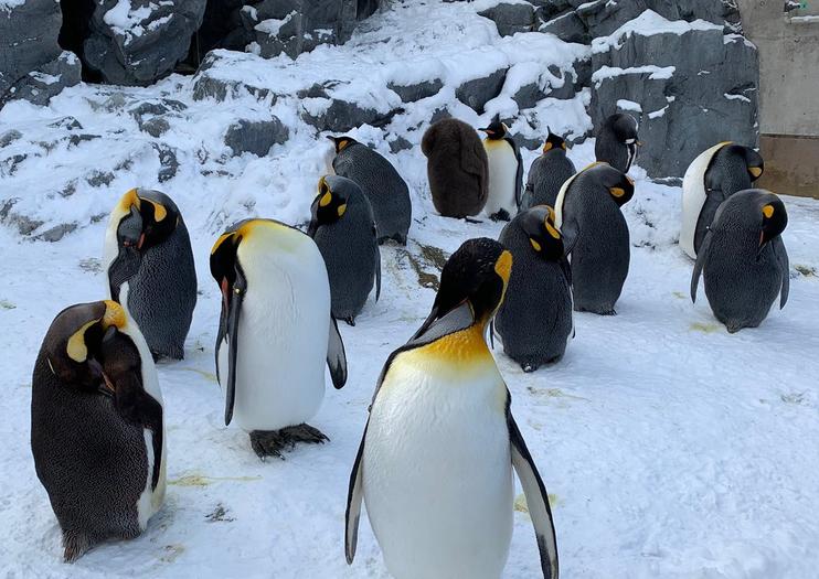 https://mdw-travel-data-us-east-1.s3.amazonaws.com/img/country/Japan/Asahiyama-Zoo/img_01.jpg