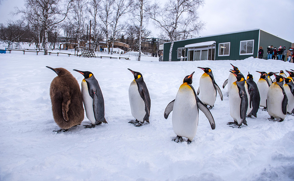 https://mdw-travel-data-us-east-1.s3.amazonaws.com/img/country/Japan/Asahiyama-Zoo/img_02.jpg