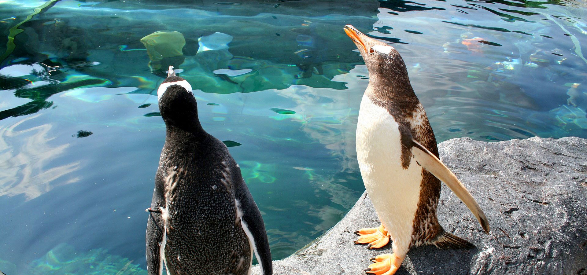 https://mdw-travel-data-us-east-1.s3.amazonaws.com/img/country/Japan/Asahiyama-Zoo/img_03.jpg
