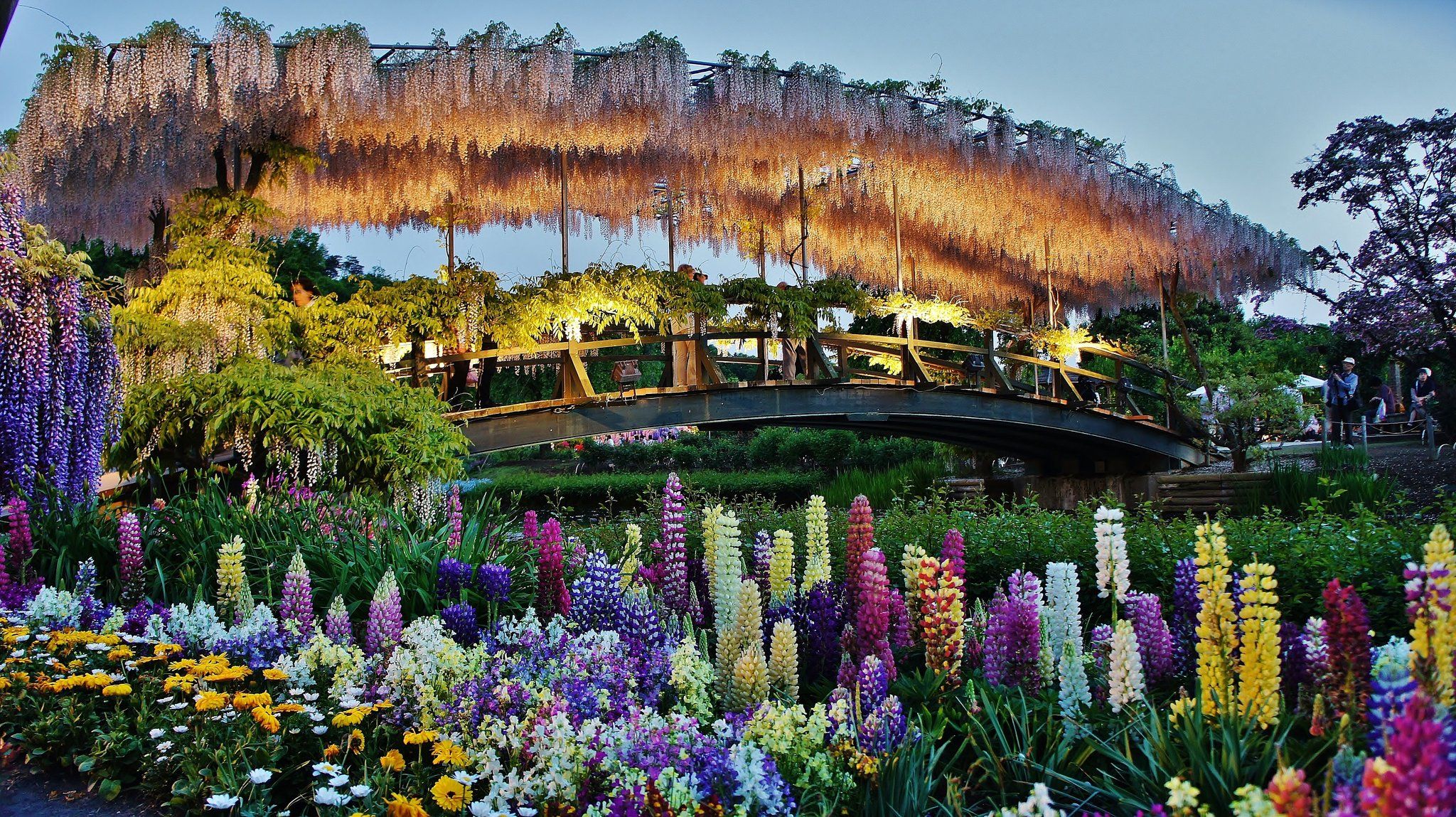 https://mdw-travel-data-us-east-1.s3.amazonaws.com/img/country/Japan/Ashikaga-Flower-Park/img_01.jpg