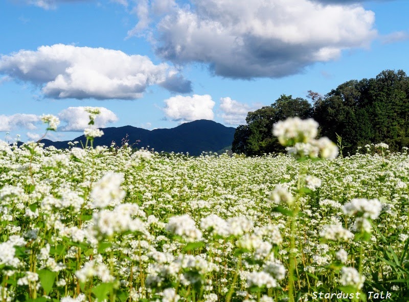 https://mdw-travel-data-us-east-1.s3.amazonaws.com/img/country/Japan/Buckwheat-Flowers-at-SobaBeach/img_01.jpg
