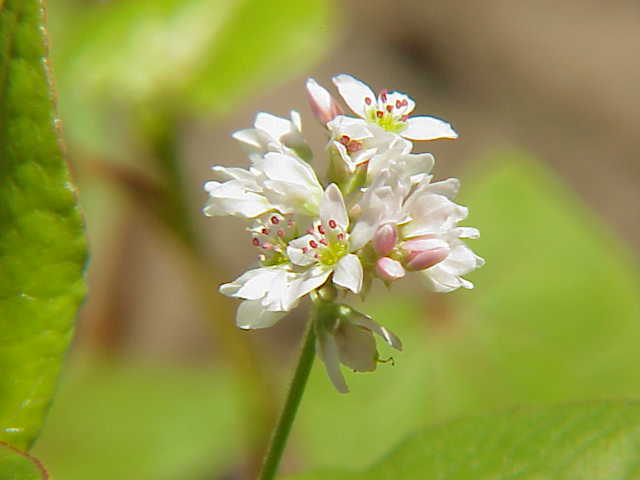 https://mdw-travel-data-us-east-1.s3.amazonaws.com/img/country/Japan/Buckwheat-Flowers-at-SobaBeach/img_03.jpg