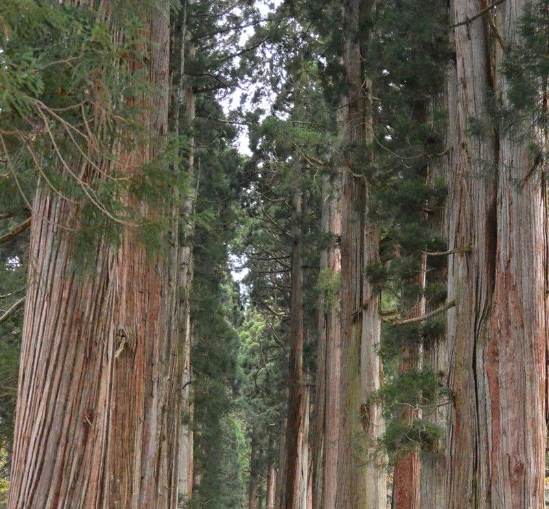 https://mdw-travel-data-us-east-1.s3.amazonaws.com/img/country/Japan/Cedar-Avenue-of-Nikko/img_00.jpg