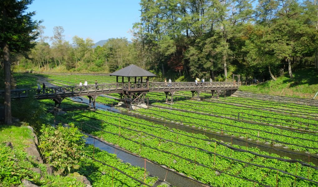 https://mdw-travel-data-us-east-1.s3.amazonaws.com/img/country/Japan/Daio-Wasabi-Farm/img_01.jpg