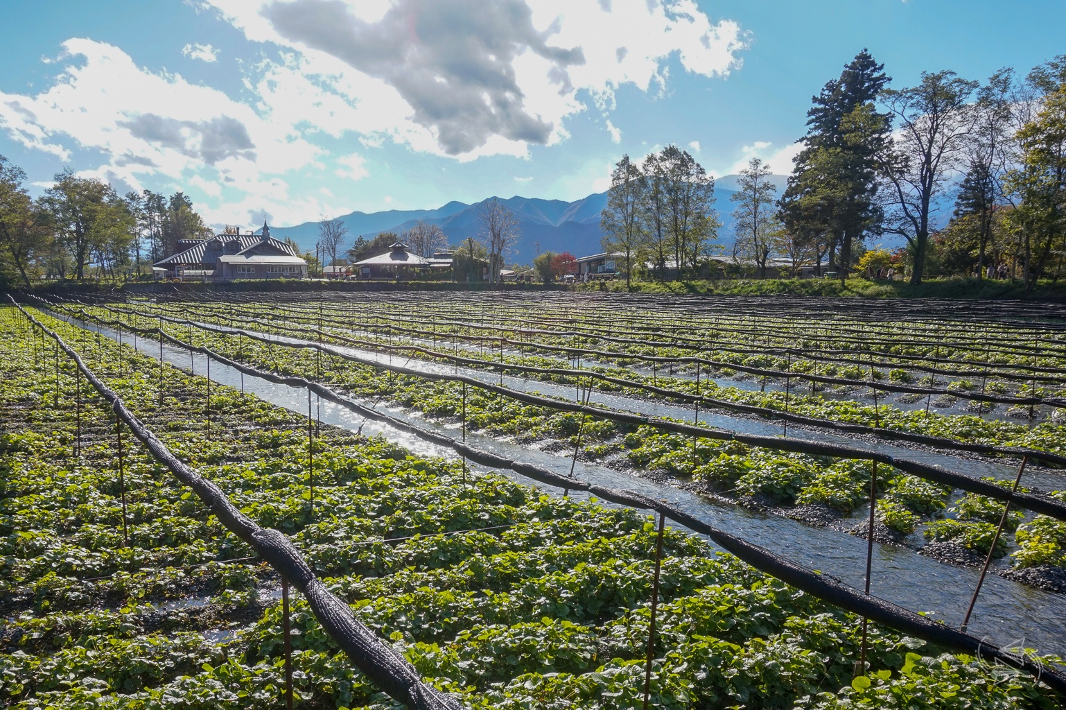 https://mdw-travel-data-us-east-1.s3.amazonaws.com/img/country/Japan/Daio-Wasabi-Farm/img_02.jpg
