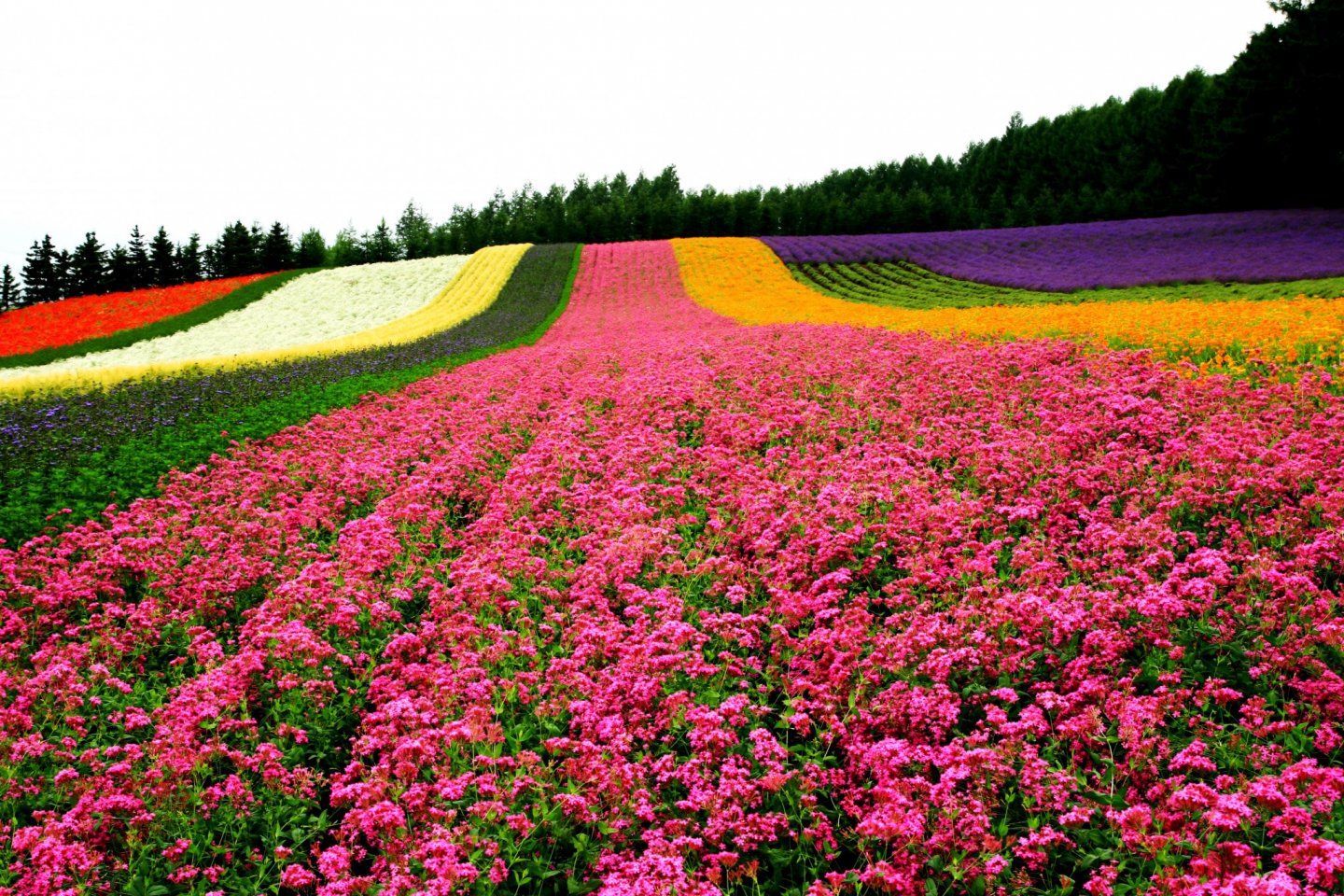 https://mdw-travel-data-us-east-1.s3.amazonaws.com/img/country/Japan/Furano/img_01.jpg
