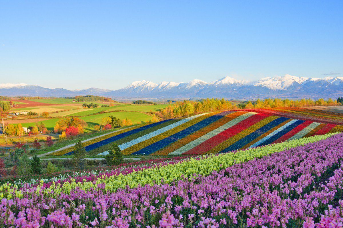 https://mdw-travel-data-us-east-1.s3.amazonaws.com/img/country/Japan/Furano/img_03.jpg