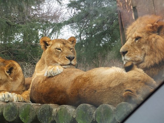 https://mdw-travel-data-us-east-1.s3.amazonaws.com/img/country/Japan/Gunma-Safari-Park/img_02.jpg